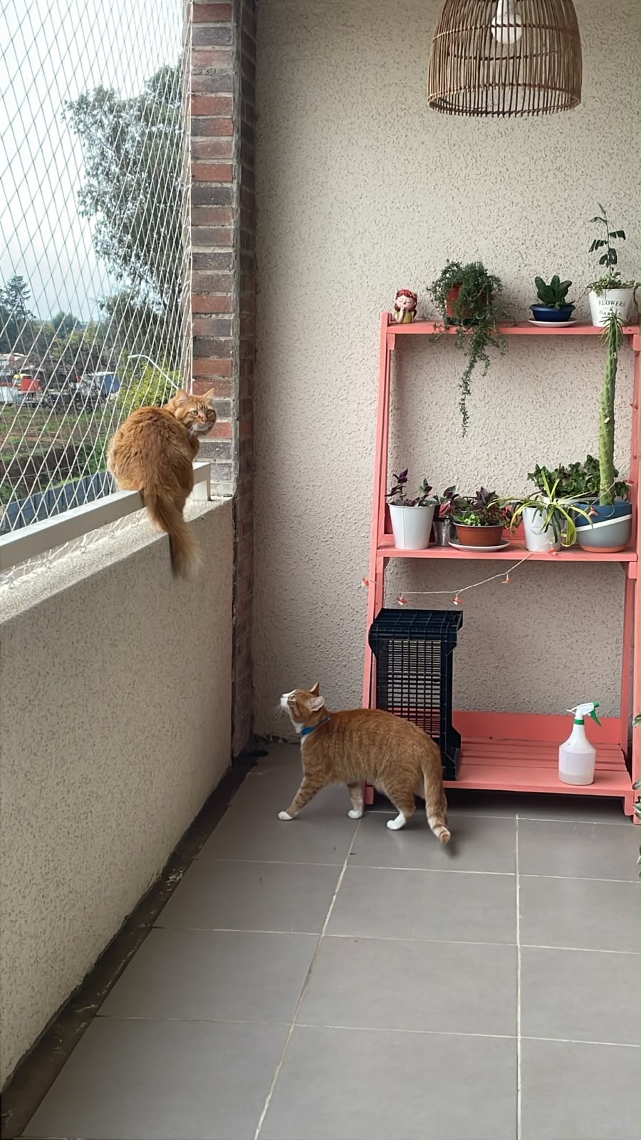 Canela und Zenzero
