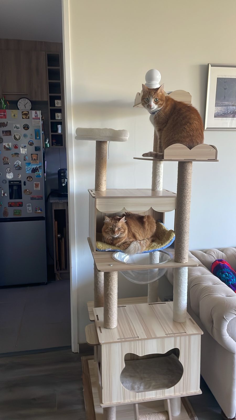 Zenzero und Canela