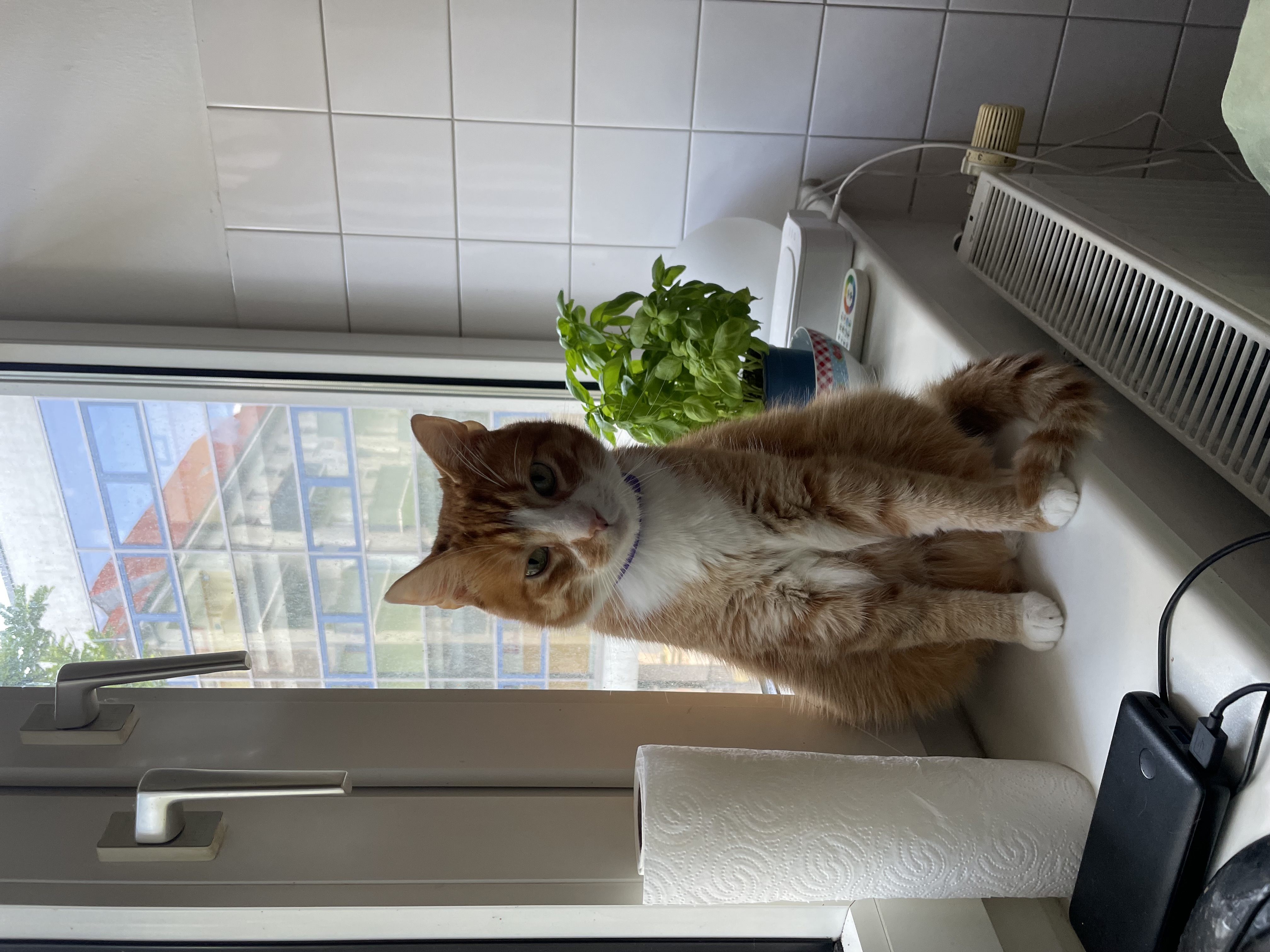 Bildbeschreibung